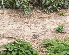 Spizella passerina passerina