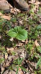 Trillium grandiflorum