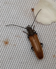 Sparedrus testaceus
