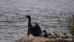 Phalacrocorax carbo