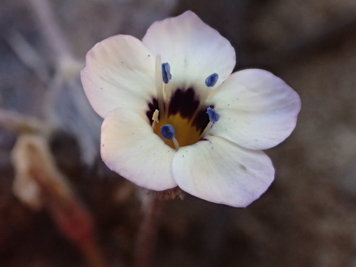 iNaturalist observation photo of bird's-eye gilia