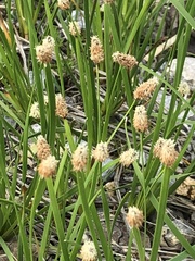 Eleocharis bifida