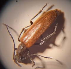 Sparedrus testaceus