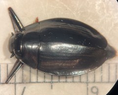 Dineutus ciliatus