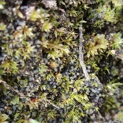 Trichodon cylindricus