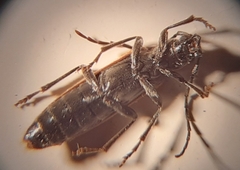 Sparedrus testaceus