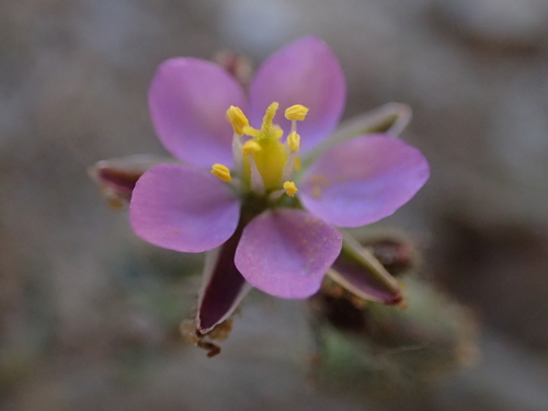 iNaturalist observation photo of Red Sand Spurrey