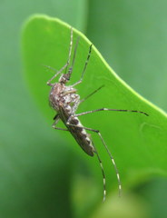 Aedes sierrensis