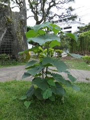 Montanoa quadrangularis