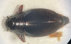 Dineutus discolor