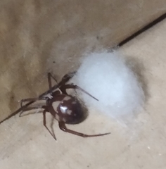 Steatoda