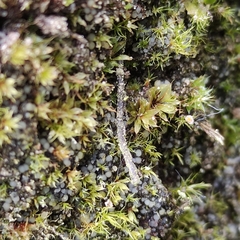 Trichodon cylindricus