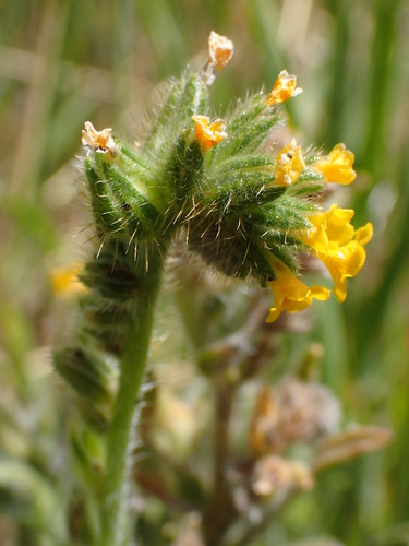 iNaturalist observation photo of Fiddlenecks