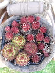 Sempervivum arachnoideum
