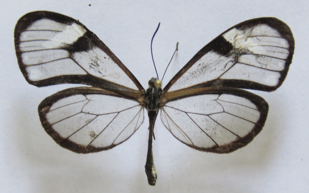 Heterosais edessa