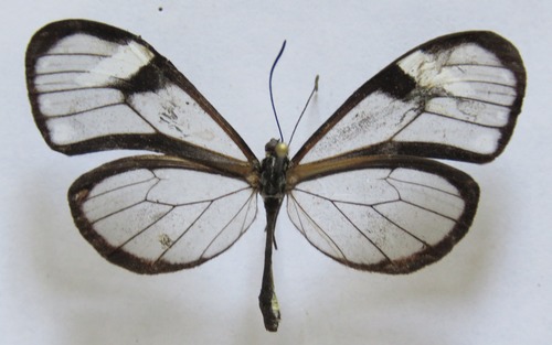 Heterosais edessa