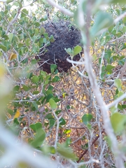 Crematogaster peringueyi