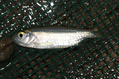Alestidae