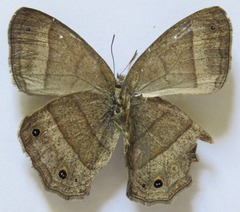 Yphthimoides renata