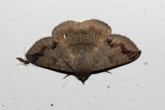 Lepidoptera