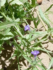 Stemodia durantifolia