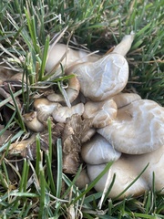 Agaricales
