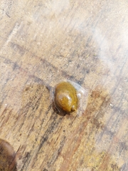 Ampullaceana balthica