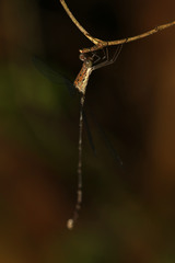 Lestes uncifer