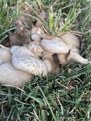 Agaricales