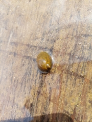 Ampullaceana balthica