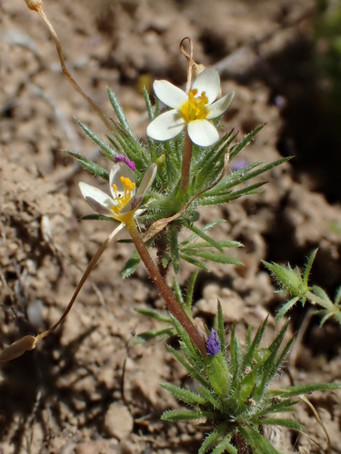 iNaturalist observation photo of Bicolor Babystars