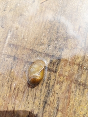 Ampullaceana balthica
