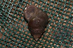 Gastropoda