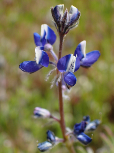 iNaturalist observation photo of Miniature Lupine