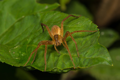 Dolomedes sulfureus