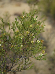 Diosma passerinoides