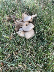 Agaricales