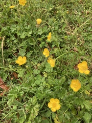 Ranunculus multifidus