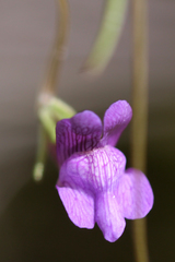 Neogaerrhinum strictum