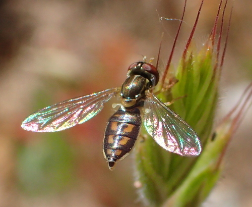 iNaturalist observation photo of Margined Calligrapher