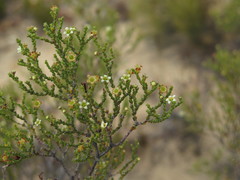 Diosma passerinoides