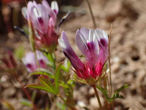 iNaturalist observation photo of tomcat clover