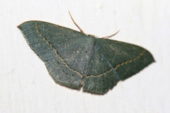Traminda obversata