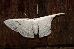 Problepsis digammata