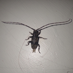 Xenicotela distincta