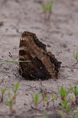 Nymphalis