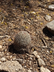 Mammillaria grahamii