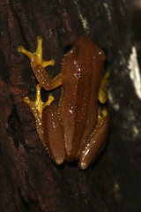 Afrixalus fornasini