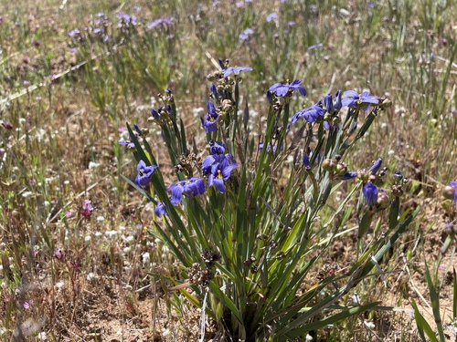 iNaturalist observation photo of western blue-eyed grass
