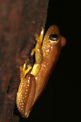 Afrixalus fornasini